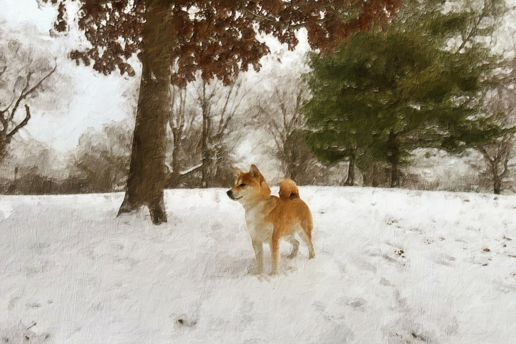 A shibu inu standing under a tree on a snowy day.